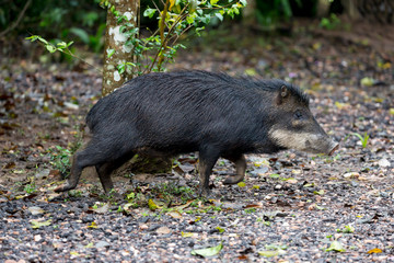 Brazil, Mato Grosso do Sul, white-lipped peccary, Tayassu pecari. Portrait of a white-lipped peccary.