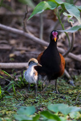 Obraz premium Brazil, Mato Grosso, The Pantanal, Wattled jacana (Jacana jacana). Wattled jacana adult and chick.