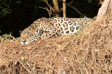 Brazil, Mato Grosso, The Pantanal, jaguar (Panthera onca) sleeping at the edge of the jungle.