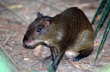 Agouti Belize
