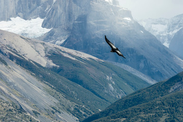 Andean Condor in flight. Torres del Paine National Park. Chile. South America. UNESCO biosphere.