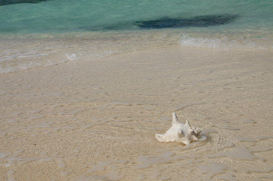 Belize, Caribbean Sea, District of Belize. Goff Caye, popular Barrier Reef island just off shore from Belize City. Conch shell on white sand beach with crystal clear water.