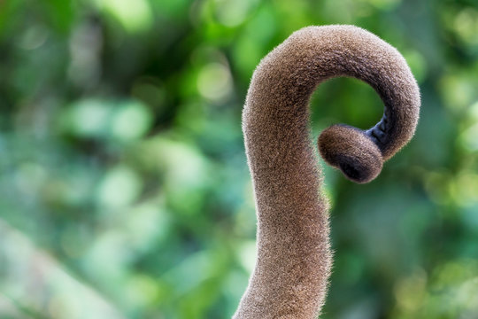Brazil, Amazon, Manaus, Amazon EcoPark Jungle Lodge, Close-up of the prehensile tail of the common woolly monkey.