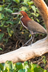 Brazil, The Pantanal. A Rufescent tiger heron adult sits on the branch of a tree.