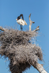 Pantanal, Mato Grosso, Brazil. Jabiru preening in its large nest.