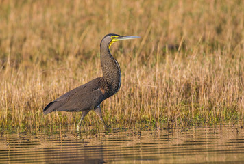 Belize, Crooked Tree Wildlife Sanctuary. Bare-throated Tiger Heron stalks prey along side a lagoon.