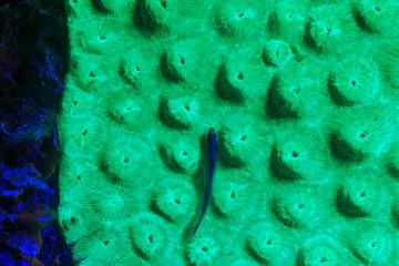 Night dive at Barrier Reef near Saint Georges Caye, Fluorescence emitted at night, exposed with...