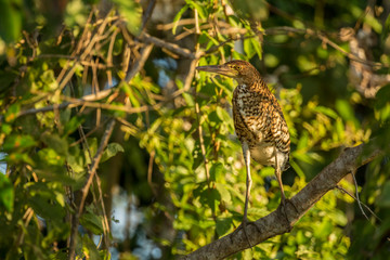 Pantanal, Mato Grosso, Brazil, South America. Fasciated Tiger Heron perched in a tree.