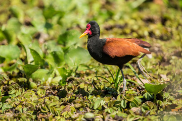 Pantanal, Brazil, Mato Grosso, South America. Wattled Jacana walking on the Water Hyacinths.
