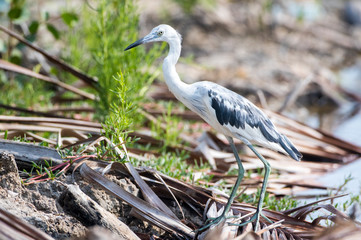 Belize, Ambergris Caye. Young Little Blue Heron hunts for food along a roadside.