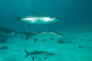 Fototapeta premium Tarpon, Hol Chan Marine Park, Ambergris Caye, Belize 