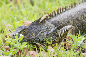 Belize, Crooked Tree Wildlife Sanctuary. Spiny-tailed Iguana stops walking while on the ground.