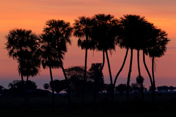 Obraz premium Ibera Marshes, Sunset