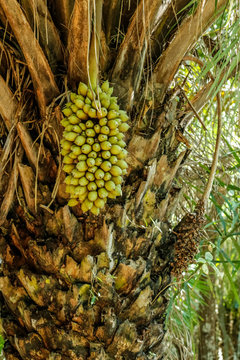 Pantanal, Mato Grosso, Brazil. Attalea speciosa (babassu, babassu palm, babacu, cusi) is a palm native to the Amazon Rainforest region in South America.
