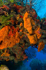 encursting organge and red sponges ((Diplastrella sp.) Hol Chan Marine Park, Ambergris Caye, Belize Barrier Reef-2nd Largest in the World