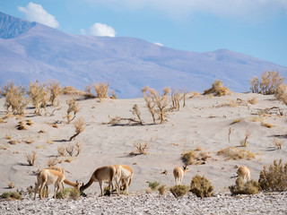 Naklejka premium Vicuna (Vicugna vicugna) in the Altiplano of Argentina near the Salinas Grandes.