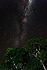 Light painted tree in the foreground with the Milky Way Galaxy in the background of this night photograph taken in the Brazilian Pantanal