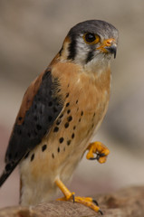 American Kestrel (Falco sparverius) Ecuador, South America.