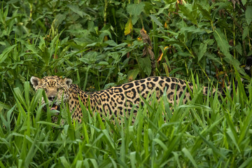 Brazil, Pantanal. Wild jaguar in grass. Credit as: Jim Zuckerman / Jaynes Gallery / DanitaDelimont. com