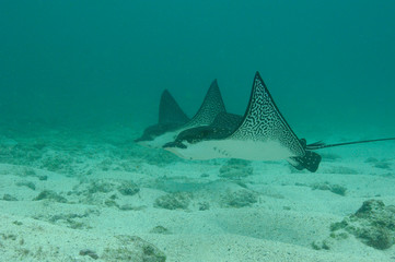 Fototapeta premium Spotted Eagle Rays (Aetobatus narinari), Darwin Island, north Galapagos Archepelago. Ecuador.