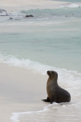 Naklejka premium Galapagos sealion (Zalophus wollebaeki) Espaola or Hood Island, Galapagos Islands, Ecuador.