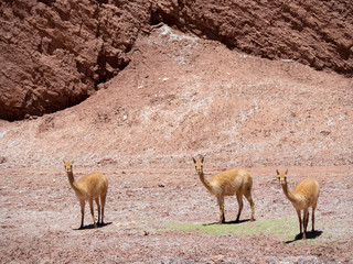 Vicuna (Vicugna vicugna) in the Altiplano of Argentina near Tolar Grande.