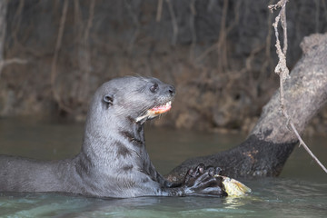 Brazil, The Pantanal. Giant otter eating a fish.