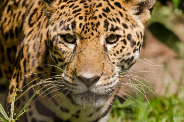 Belize, District of Belize, Belize City, Belize City Zoo. Jaguar (Captive) in jungle enclosure. Close-up of face.