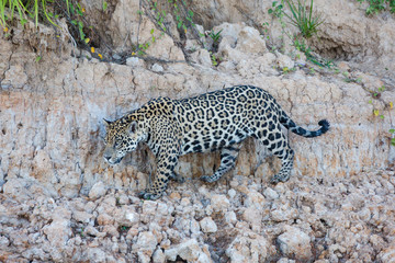 Fototapeta na wymiar Brazil, Mato Grosso, The Pantanal, Rio Cuiaba, jaguar (Panthera onca) walking along the river bank.