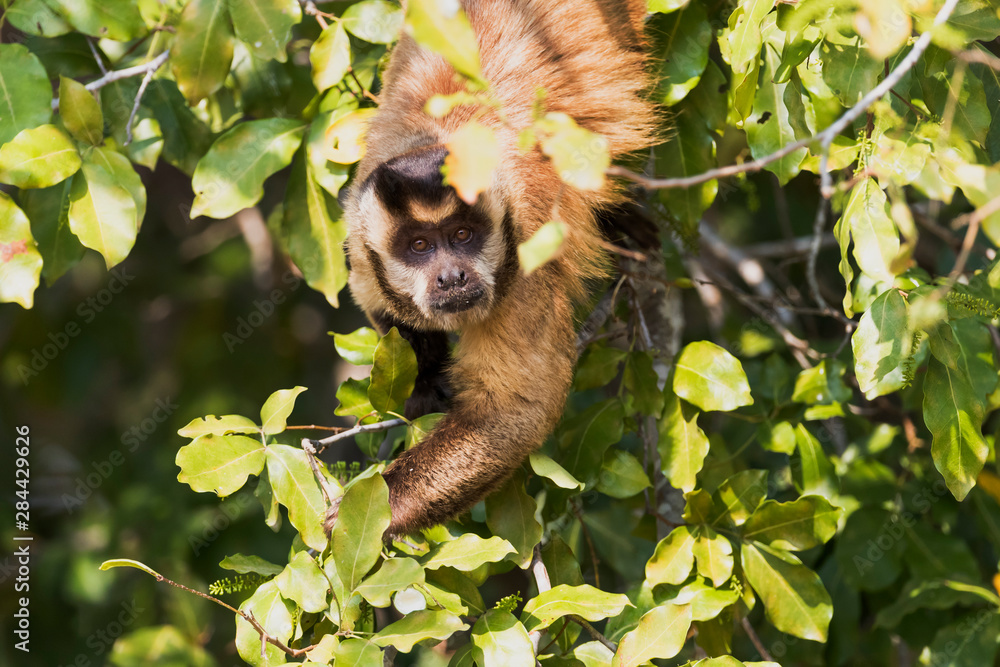 Sticker Brazil, The Pantanal. Brown Capuchin monkey eating fruit in a tree.