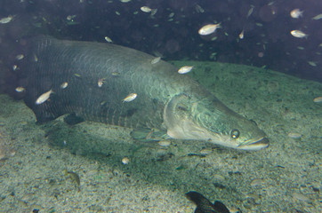 Brazil, state of Sao Paulo, Santos. Guaruja, Acqua Mundo, the largest aquarium in South America. Pirarucu (Captive: Arapaima gigas) large fish native to Amazon River (aka Paiche).