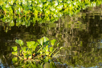 Pantanal, Mato Grosso, Brazil. Common water hyacinth floating in the rivers and marshlands. Small...