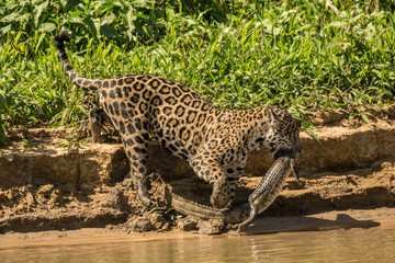 Fototapeta na wymiar Female jaguar carrying a young Yacare Caiman that Pantanal, Mato Grosso, Brazil. she just caught, on her way to sharing it with her two adolescent jaguars, along the Cuiaba River.