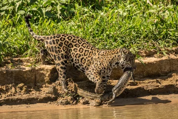 Foto op Plexiglas Female jaguar carrying a young Yacare Caiman that Pantanal, Mato Grosso, Brazil. she just caught, on her way to sharing it with her two adolescent jaguars, along the Cuiaba River. © Janet Horton/Danita Delimont
