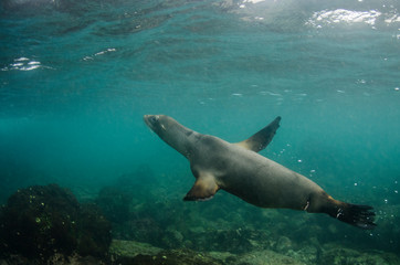 Galapagos Sea lion (Zalophus wollebaeki) underwater, Galapagos, Ecuador.