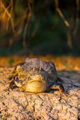 A Cayman stares out from a river bank in the Brazilian Pantanal in warm light with a dark background
