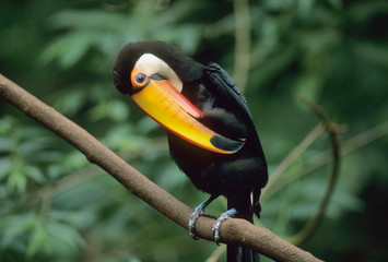 Toco Toucan, (Ramphastos toco), Iguacu Falls National Park, Parana, Brazil