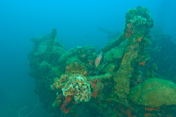 Fototapeta na wymiar Helmet Wreck near Koror, Palau, Micronesia, Rock Islands, World Heritage Site, Western Pacific