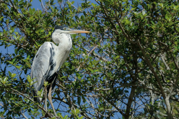 Pantanal, Mato Grosso, Brazil. Cocoi Heron perched in a tree along the Cuiaba River.