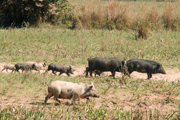 Pantanal, Mato Grosso, Brazil. Family of wild pigs that are a cross between domesticated pigs and Collared Peccary.