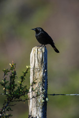 Chile, Aysen, Villa Frei. Austral Blackbird (Curaeus curaeus).