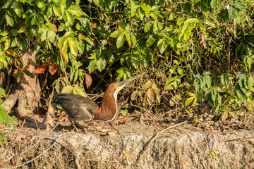 Pantanal, Mato Grosso, Brazil, South America. Fasciated Tiger Heron preparing to take off.