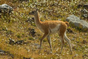 Chile, Patagonia, Torres del Paine National Park. Young guanaco. Credit as: Cathy & Gordon Illg /...