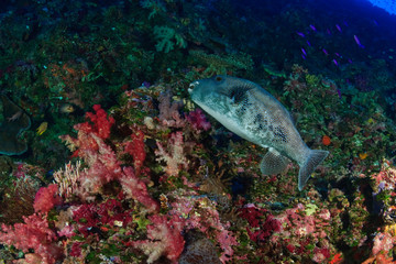 Blue-spotted Puffer (Arothron caeruleopunctatus), Blue Corner, Palau, Micronesia, Rock Islands,...