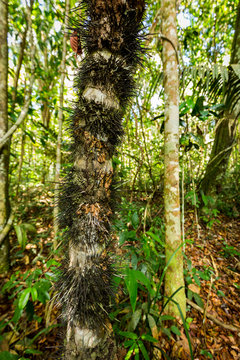 Spiky palm tree, Huicungo (Astrocaryum murumuru), grows up to 15 meters tall with a trunk covered in sharp spikes