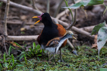 Brazil, Mato Grosso, The Pantanal, Wattled jacana (Jacana jacana). Wattled jacana adult and chick.