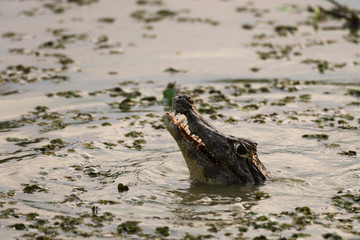 Yacare caiman (Caiman Crocodylus yacare), Pantanal, Mato Grosso, Brazil.