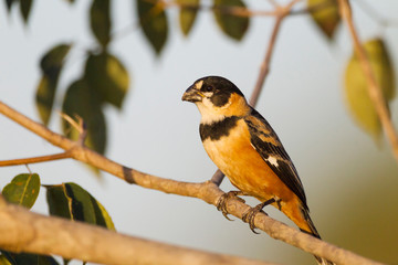 Brazil, Mato Grosso, The Pantanal, Porto Jofre, rusty-collared seedeater (Sporophila collaris) on a limb.