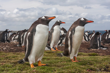 Falkland Islands, Bleaker Island. Gentoo penguin colony. Credit as: Cathy & Gordon Illg / Jaynes...