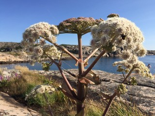 Rare plant in dry landscape
